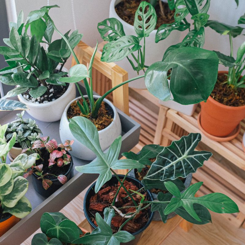 Green leaf potted indoor plants