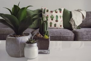 Ideal indoor plants