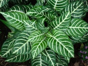 Zebra Plant