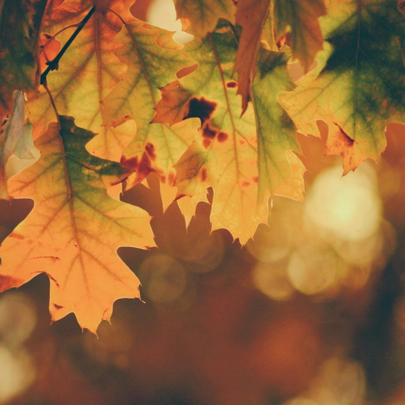 autumn-leaves